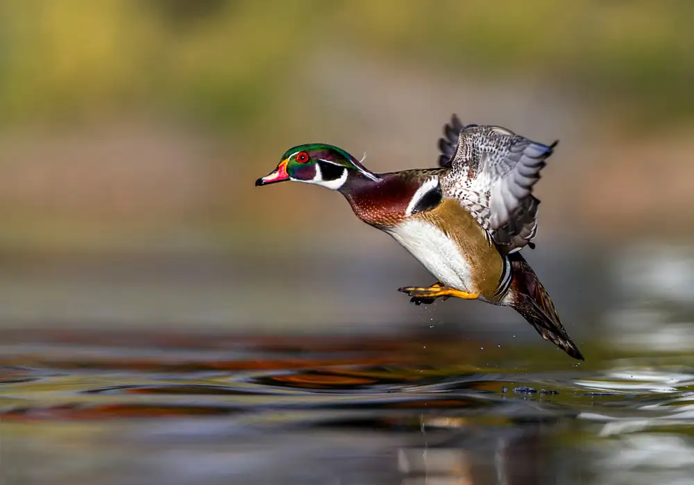 Verdon: iHop,Wood Duck,Aix sponsa