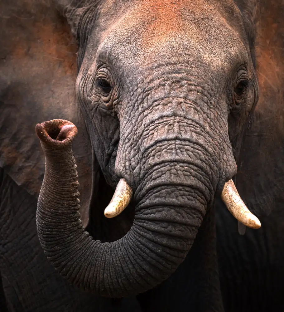 Tsui, Hung: Elefante