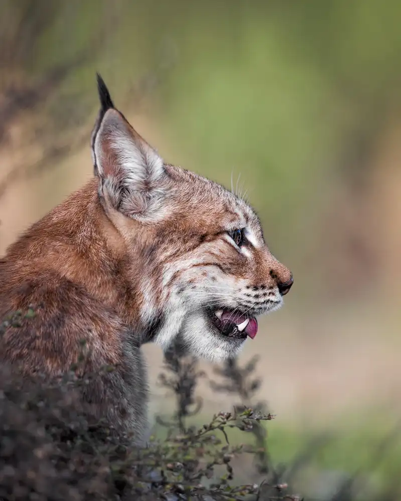 Fegari: Lince