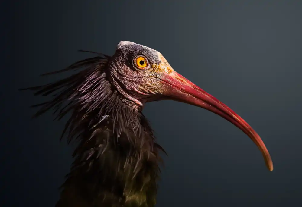 Fegari: Uccello arrabbiato