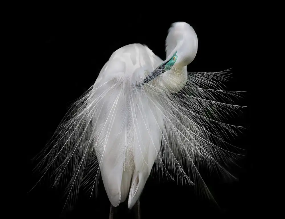 Tjandra, C.S.: Airone bianco maggiore