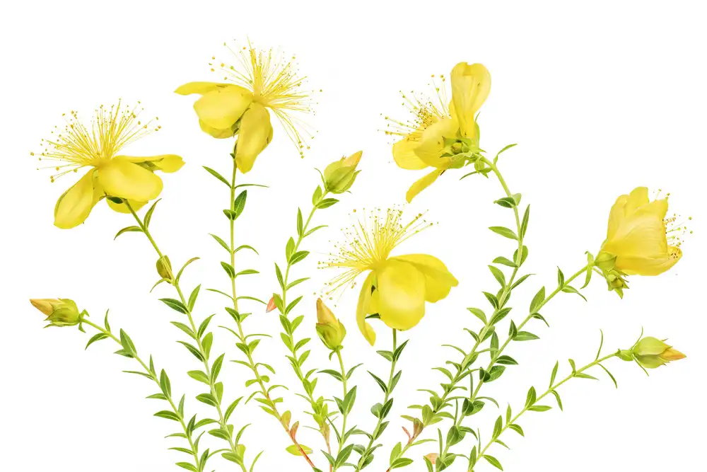 Disher, Mandy: Hypericum