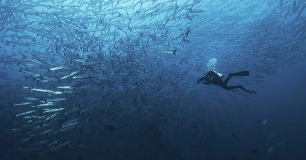 Yevtushyk, Dmitriy: En un banco de peces de barracudas.
