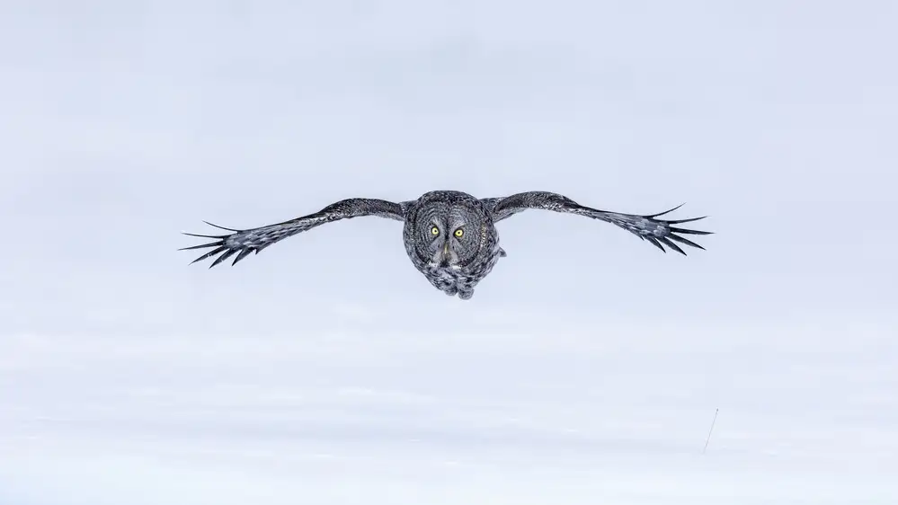 Zuo, Jun: Great Grey Owl in Flight