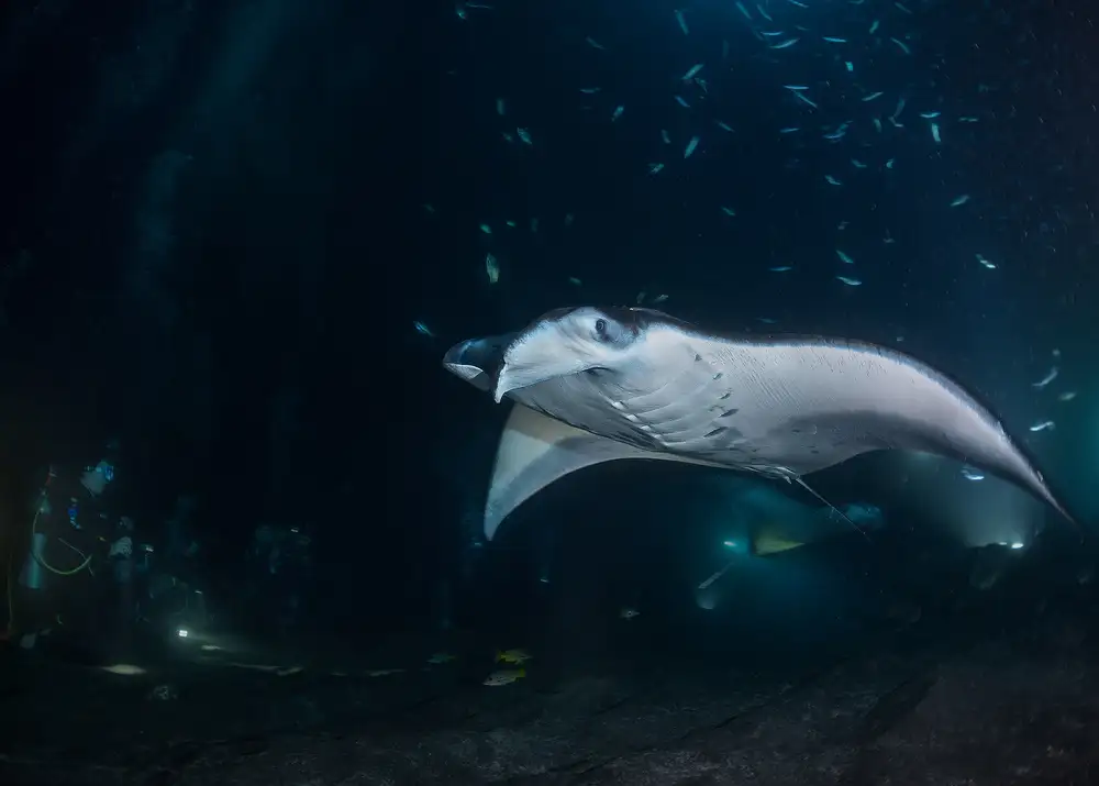 Lu, Jennifer: Manta Jet se blíží