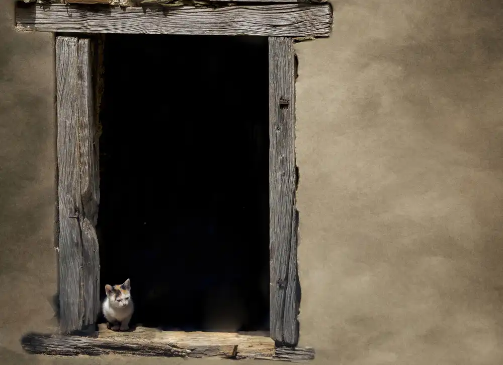 Zvelebil, Marketa: Combien coûte ce chat dans la fenêtre