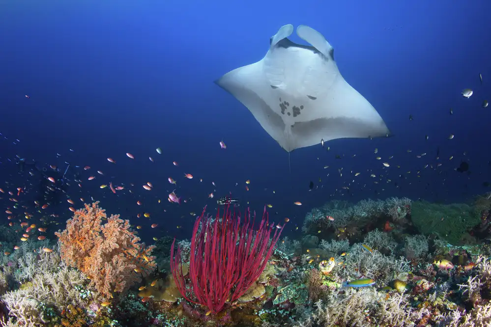 Gabriel, Barathieu: Ocean Manta Ray na útesu