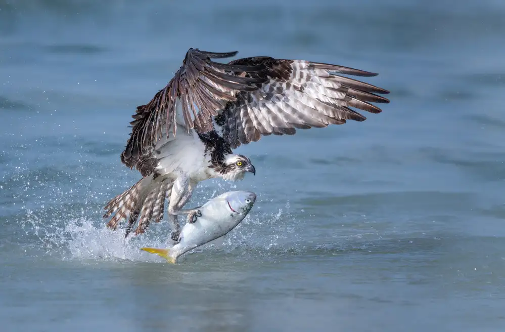 Barsh, Greg: Pompano!