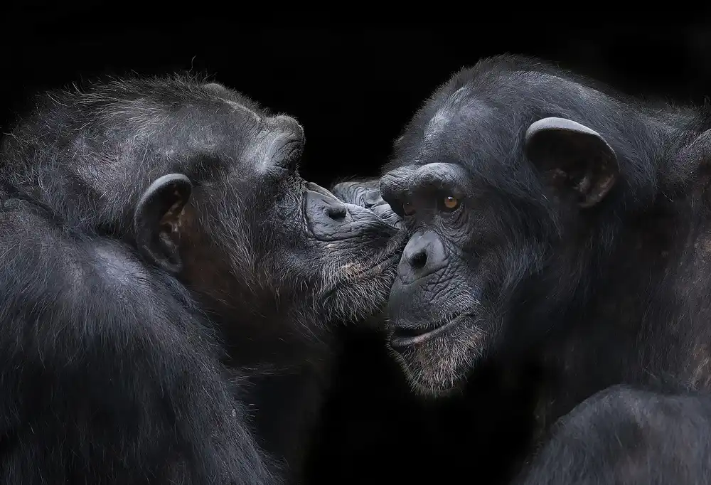 Tjandra, C.S.: un bacio
