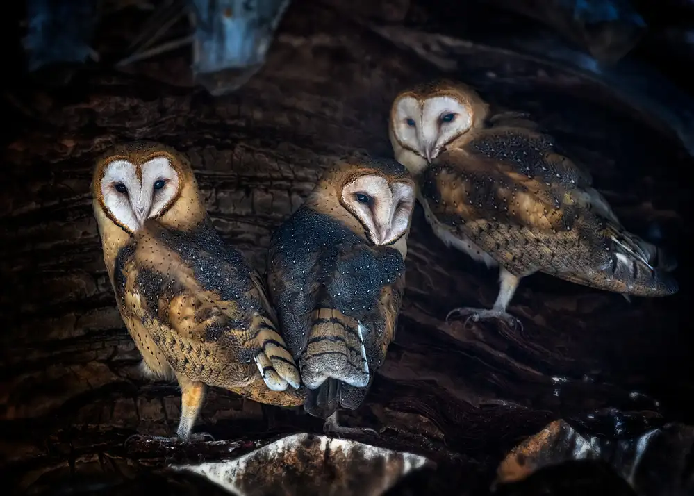 Poreider, Annie: Baby Barn Owls