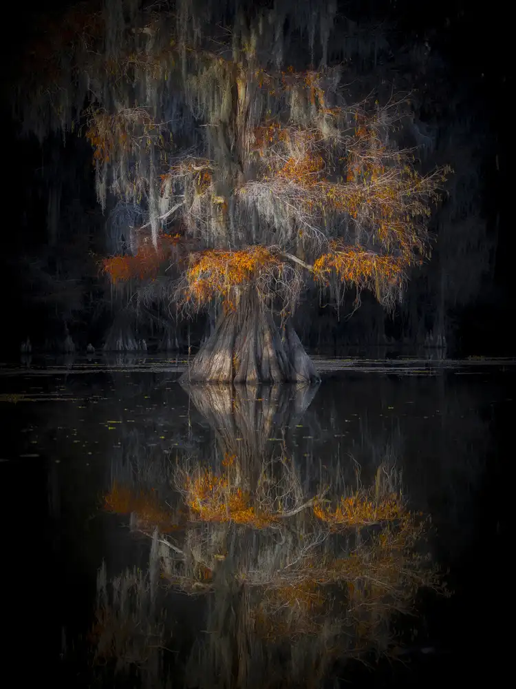 Zheng, Michael: Cypress Reflection