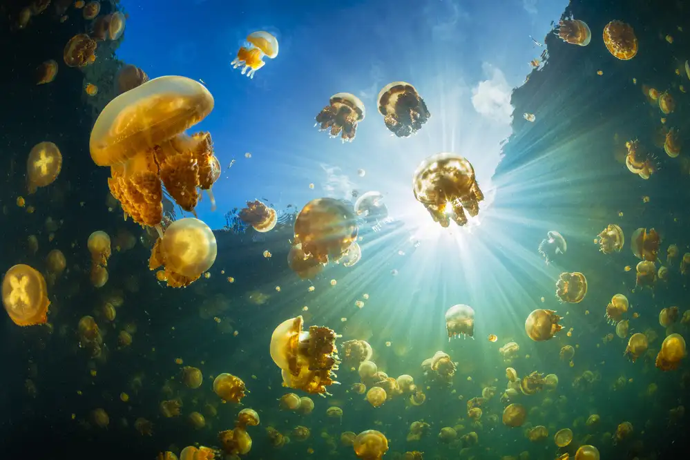 Gabriel, Barathieu: Luce solare e meduse