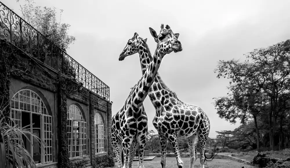 Fischer, Jie: Il maniero delle giraffe