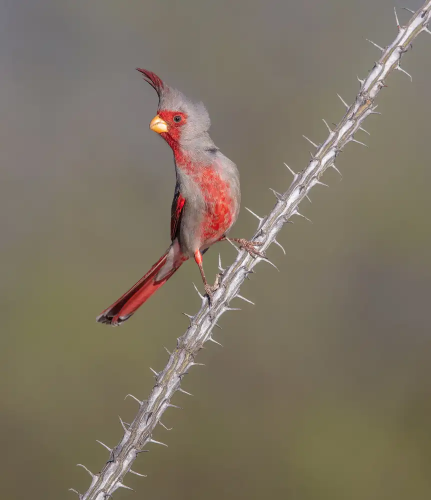 Barsh, Greg: Prickly Bird
