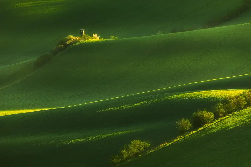 Rojek, Tomasz: campos de verde