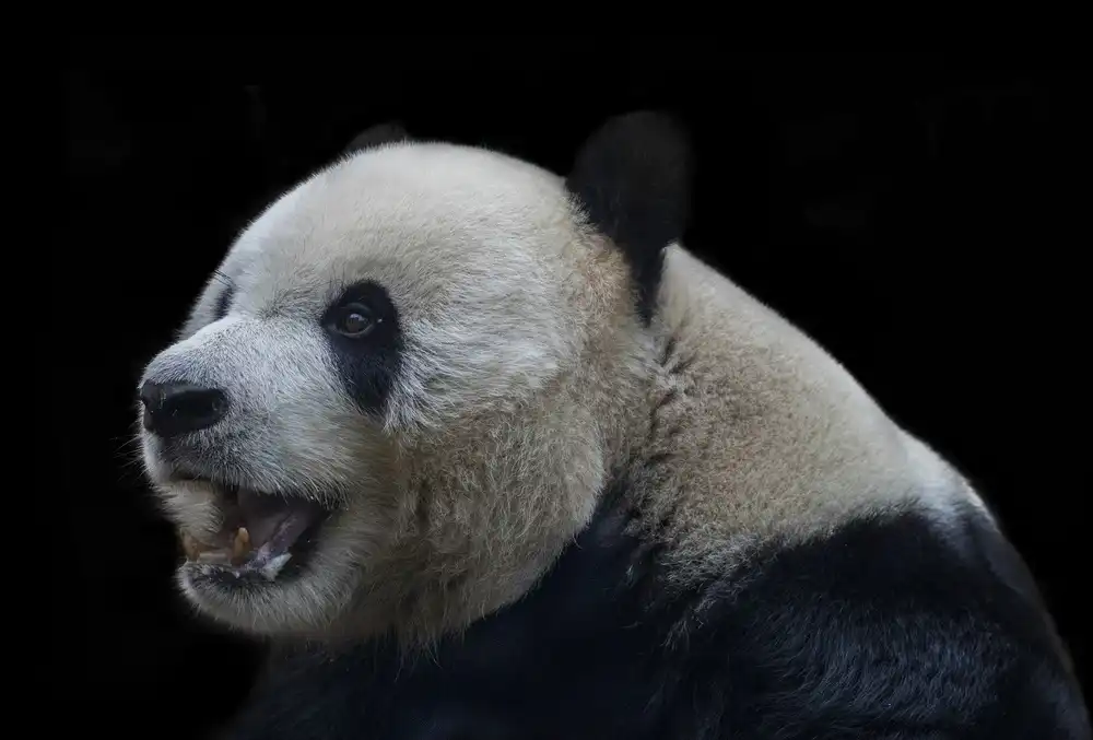 Tjandra, C.S.: Panda gigante