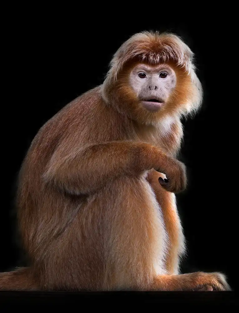 Tjandra, C.S.: Langurs di Giava