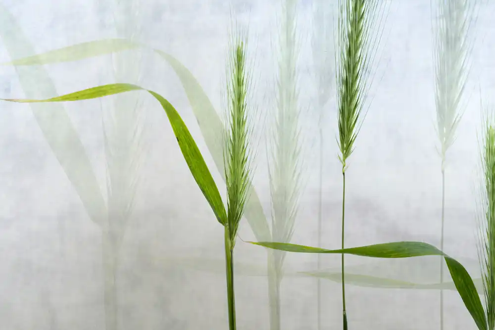 Son, van Greetje: Verde ondulato