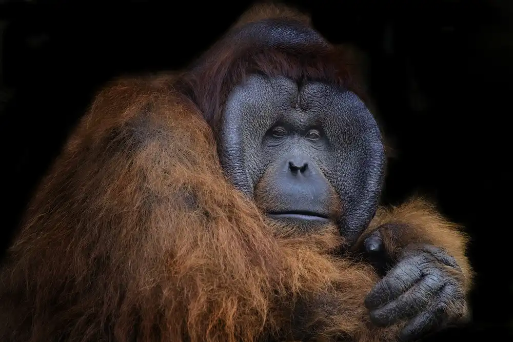 Tjandra, C.S.: Pane Orangutan