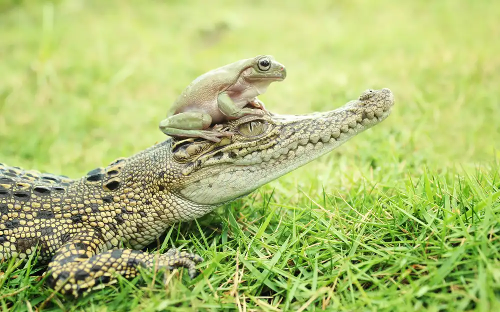 Arifuddin, Ridho: cocodrilo y sapo