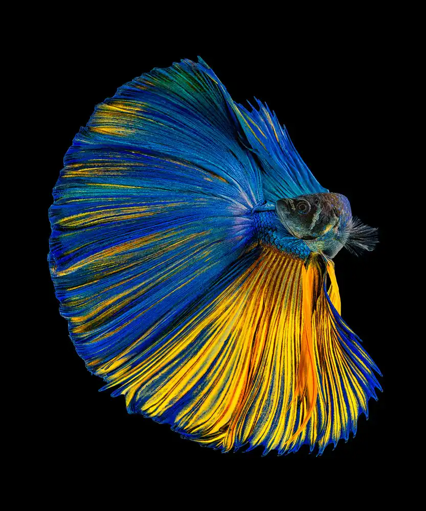 Halil, Andi: Giallo e blu