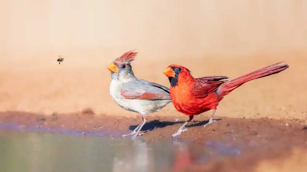 Wei, and Siyu: Un'ape e 2 cardinali
