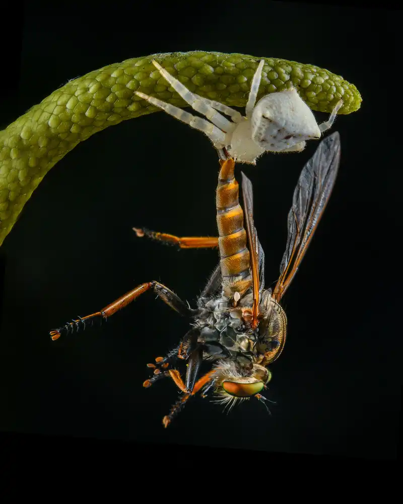 Setiadi, Ajar: eine weiße Krabbenspinne und eine Raubfliege