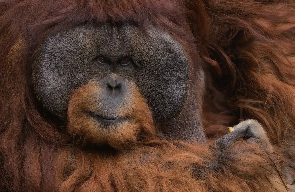 Tjandra, C.S.: Orang Utan