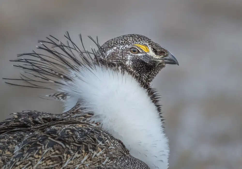 Barsh, Greg: Orgoglioso Grouse