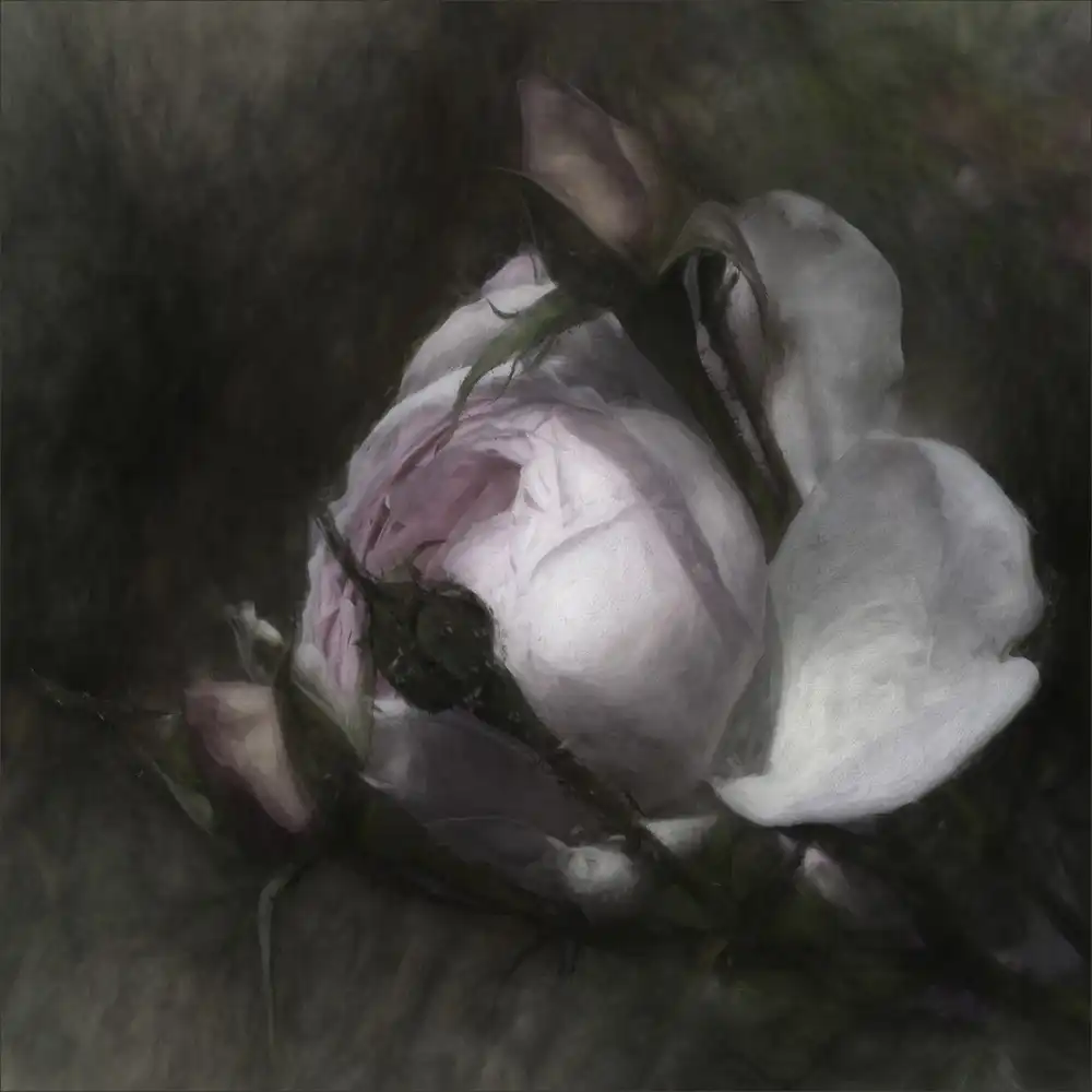 Claes, Gilbert: bellezza in erba