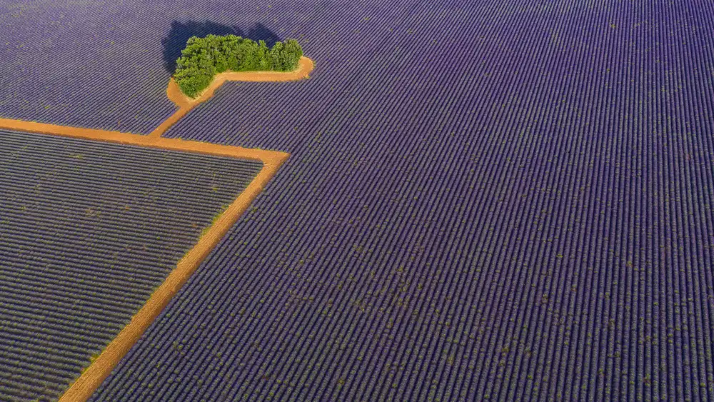 Pelissier, Marc: Grafica lavanda