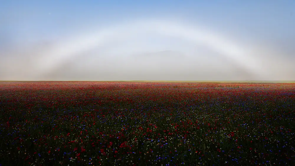 Marchegiani, Roberto: Fogbow