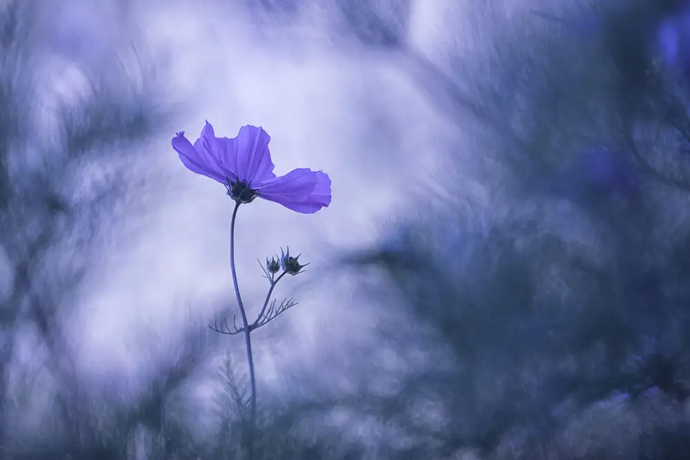 Scalvenzi, Hullot Benjamine: Sogno blu