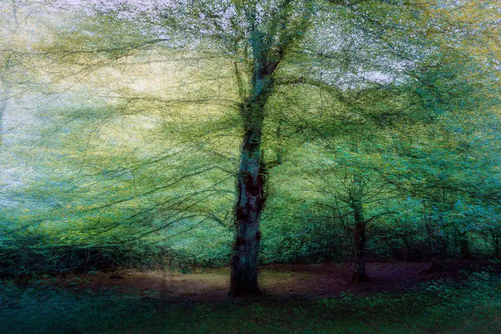 Cobo, Antonio Marco: foresta