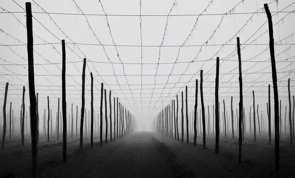 Krivec, Samanta: Tot wandeln