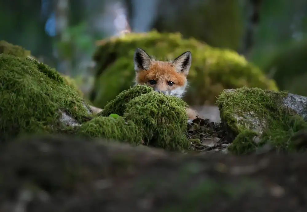 Lindsten, Christian: Neugieriger Fuchs