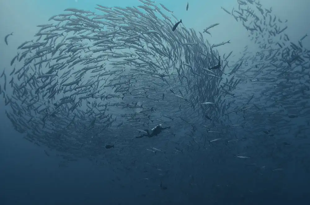 Yevtushyk, Dmitriy: peces de banco