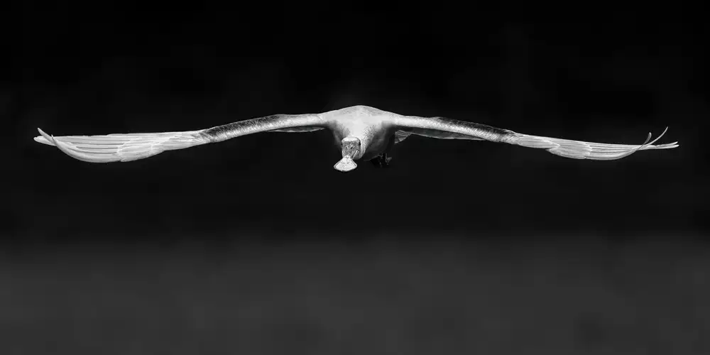 Chen, J. John: Roseate Spoonbill