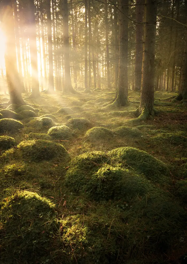 Lindsten, Christian: Im Wald