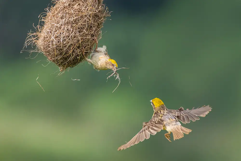 Sirohiya, Saurabh: Baya Weaver
