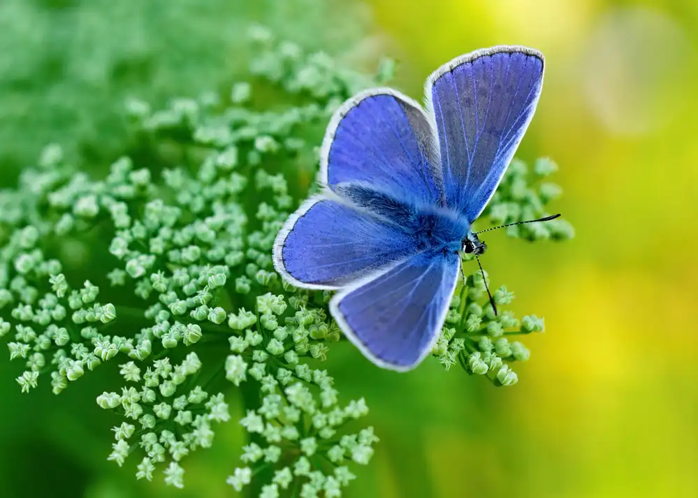 Josef Pavlin: Blue Butterfly 2, Animals, Photographs