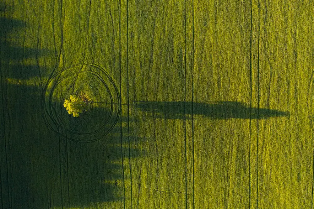 Doronin, Dmitry: Einsamer Baum