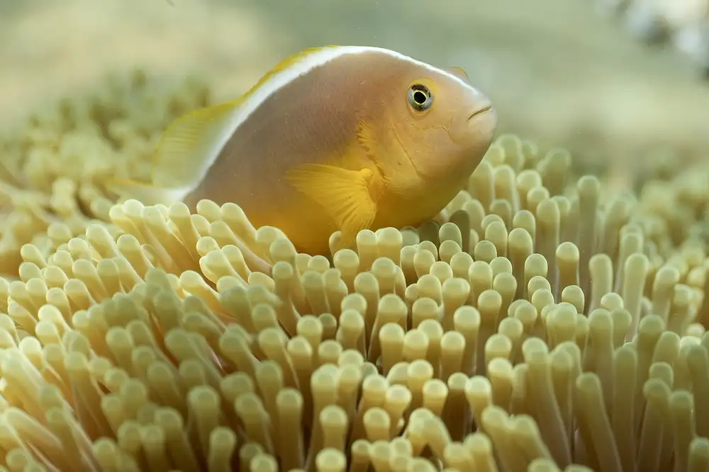 Melesan, Serge: Pesce pagliaccio
