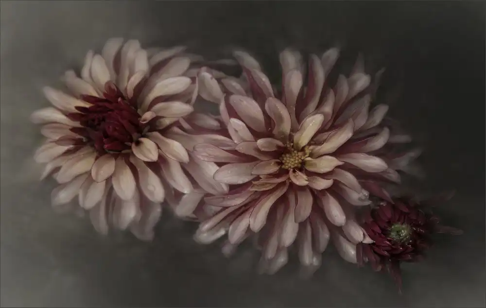Claes, Gilbert: Famille de dahlias