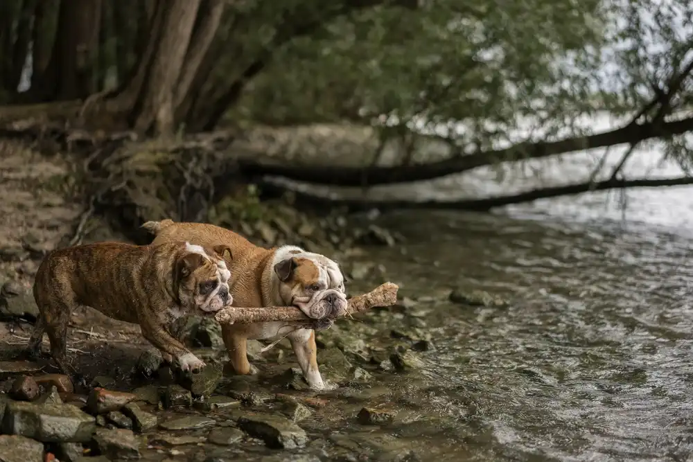 Gert van den Bosch Crossing the stream Animals Photographs