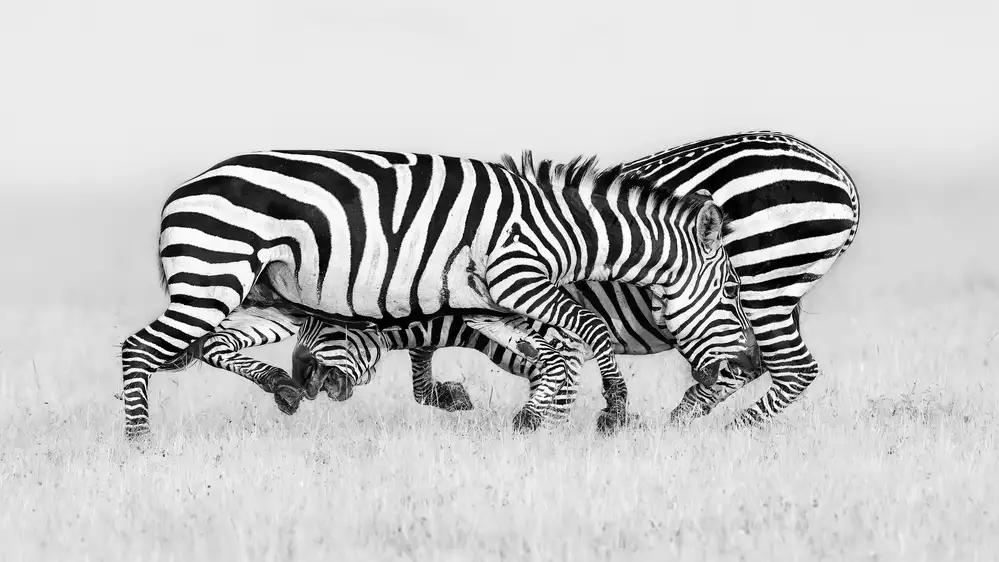 Zuo, Jun: Zebra Wrestling