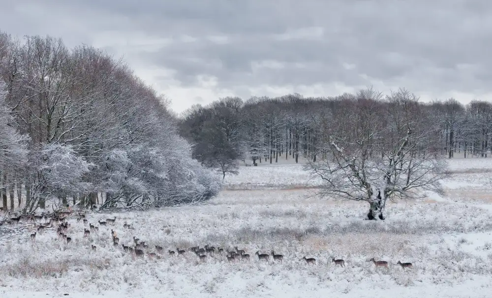 Arnholtz, Jakob: Sogno d'inverno