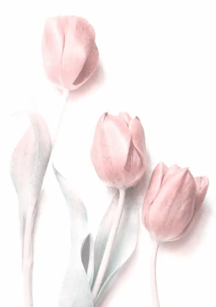 Devos, Delphine: Süßes Rosa