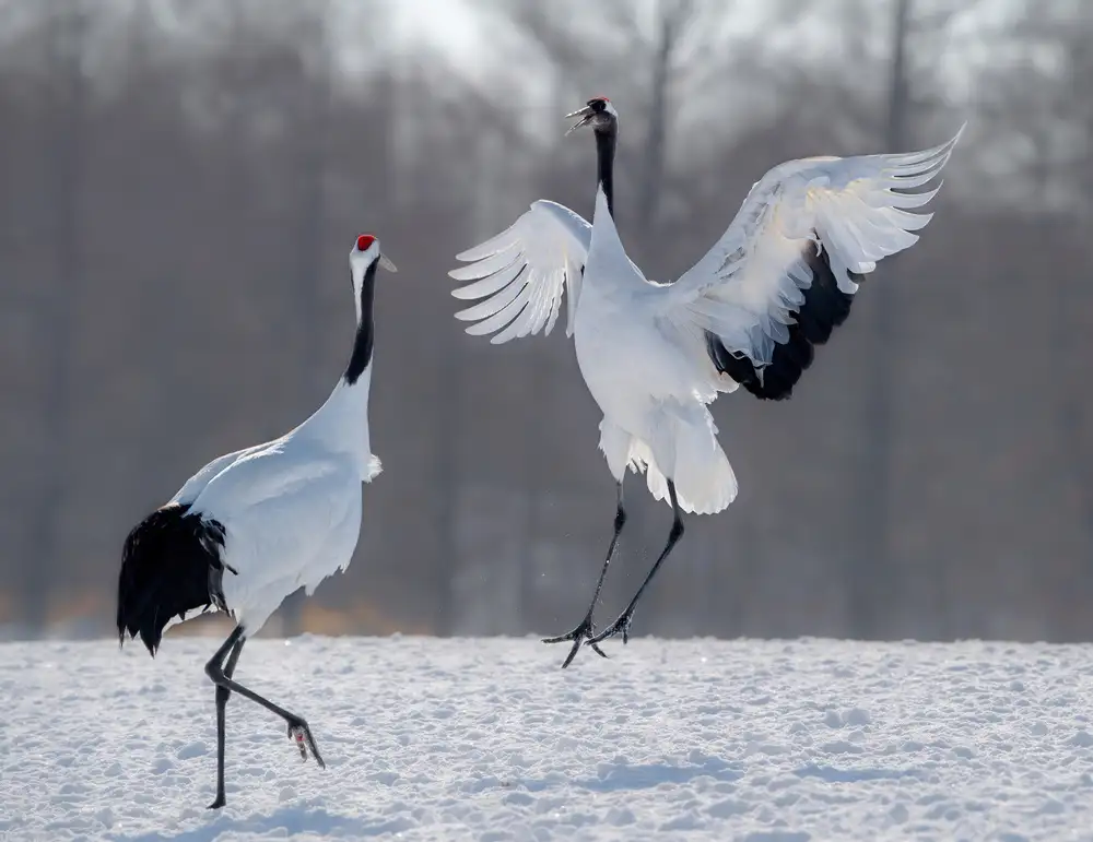 Fischer, Jie: Ballare nella neve
