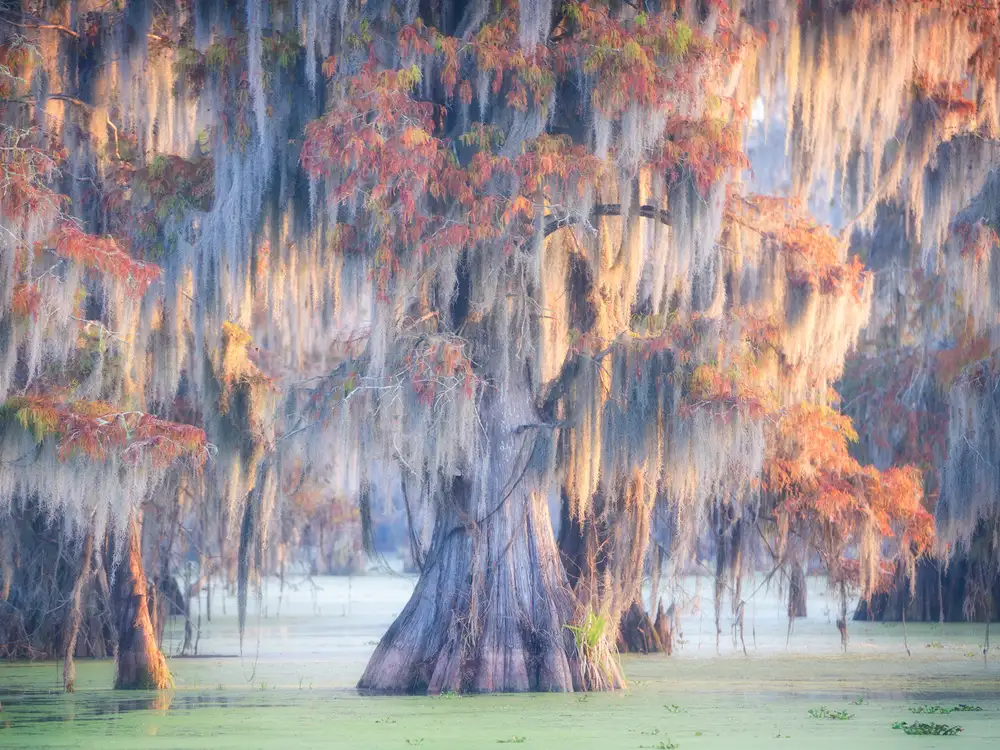 Marchegiani, Roberto: Atchafalaya River